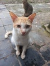 Male cat waiting for food rations in the yard