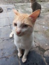 Male cat waiting for food rations in the yard