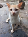 Male cat waiting for food rations in the yard