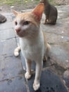 Male cat waiting for food rations in the yard