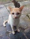 Male cat waiting for food rations in the yard