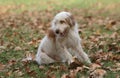 Male catalan shepherd dog Royalty Free Stock Photo