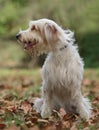 Male catalan shepherd dog Royalty Free Stock Photo