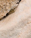 Male Catalonian Wall Lizard in cave