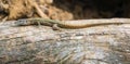 Male Catalonian Wall Lizard on a log.