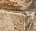 Male Catalonian Wall Lizard