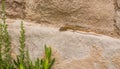 Male Catalonian Wall Lizard