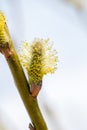 Male catkin of Salicaceae. Branches with flowering plants Royalty Free Stock Photo