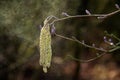 Catkins of a Birch releasing pollen