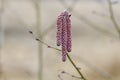 Male catkins on common hazel `Red Majestic