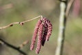 Male catkins on common hazel `Red Majestic