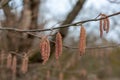 Male catkins on a common hazel tree Latin corylus avellana from the birch family or betulaceae the fruit is the hazelnut in winter Royalty Free Stock Photo