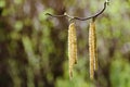 Male catkins of a corkscrew hazel Royalty Free Stock Photo