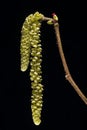 Male catkins and female flower of hazel Corylus avellana Royalty Free Stock Photo