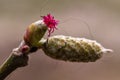 The male catkins and female flowers of the hazelnut and rolled with plasticized yarn.