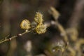 Male catkins flowering on goat willow, Salix caprea or pussy willow, blurred brown background, close-up view Royalty Free Stock Photo