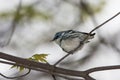 Male Cerulean Warbler, Setophaga cerulea, perched in a tree Royalty Free Stock Photo