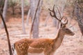 Male Cervus Dama Deer Royalty Free Stock Photo