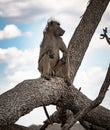 Male Chacma Baboon (Papio Ursinus) sitting on a branch at Kruger National Park Royalty Free Stock Photo