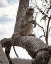 Male Chacma Baboon (Papio Ursinus) sitting on a branch at Kruger National Park Royalty Free Stock Photo