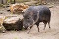 The male Chacoan peccary, Catagonus wagneri Royalty Free Stock Photo