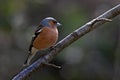 Male Chaffinch Royalty Free Stock Photo