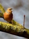 Male chaffinch Royalty Free Stock Photo