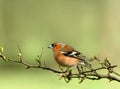 Male Chaffinch