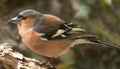 Male chaffinch Royalty Free Stock Photo