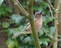 Male chaffinch against background of green leaves Royalty Free Stock Photo