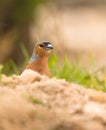 A male Chaffinch behind rocks