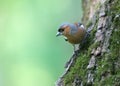 Male chaffinch close-up. Royalty Free Stock Photo