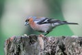 Male chaffinch close-up. Royalty Free Stock Photo