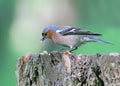 Male chaffinch close-up. Royalty Free Stock Photo