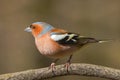 Male chaffinch closeup Royalty Free Stock Photo