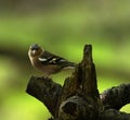 Chaffinch on the forest floor in the green glow of the evening light