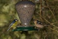 Common chaffinch and African blue tit in a bird feeder. Royalty Free Stock Photo