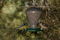 Common chaffinch and African blue tit in a bird feeder. Royalty Free Stock Photo