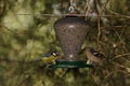 Common chaffinch and African blue tit in a bird feeder. Royalty Free Stock Photo