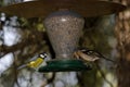 Common chaffinch and African blue tit in a bird feeder. Royalty Free Stock Photo