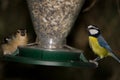 Male common chaffinch and African blue tit in a bird feeder. Royalty Free Stock Photo