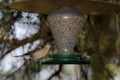 Common chaffinch and Atlantic canary in a bird feeder. Royalty Free Stock Photo