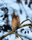 Male Chaffinch Fringilla coelebs fringillidae perched on branch with blurred leafy background