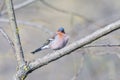 Male Chaffinch Fringilla coelebs looking in the camera from a branch in an ecological natural garden with green background Royalty Free Stock Photo