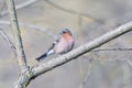 Male Chaffinch Fringilla coelebs looking in the camera from a branch in an ecological natural garden with green background Royalty Free Stock Photo