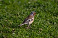 a male Chaffinch (Fringilla coelebs) looking for food Royalty Free Stock Photo