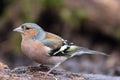 Male Chaffinch