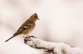 Male Chaffinch with snow