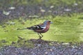Male chaffinch in the puddle with green reflection