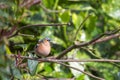 A male Chaffinch in sharp focus